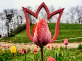 Kőröshegyi Tulipánszüret Kőröshegy