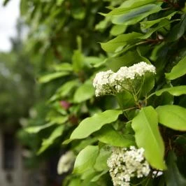 Tornácos Vendégház Kőröshegy - Külső kép