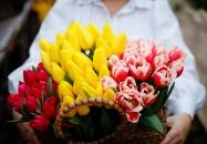 Kosd - Tulipánszüret TulipGarden Dunakanyar