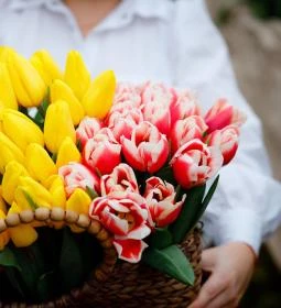 Tulipánszüret TulipGarden Dunakanyar