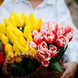 Tulipánszüret TulipGarden Dunakanyar Kosd - Egyéb