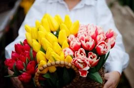 Tulipánszüret TulipGarden Dunakanyar Kosd