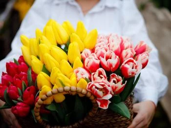 Tulipánszüret TulipGarden Dunakanyar Kosd