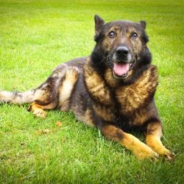 Szent Orbán Erdei Wellness Hotel Kóspallag - Egyéb