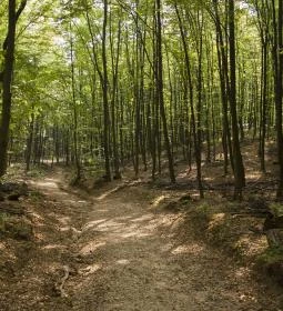 Szent Orbán Erdei Wellness Hotel