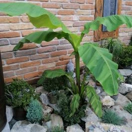 Kőkert Pihenőház Kőszeg - Medence/kert