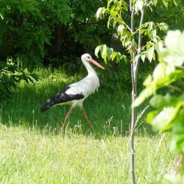Patakpart Panzió Kőszegdoroszló - Egyéb
