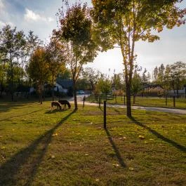 Naturfarm Ladánybene Ladánybene - Medence/kert