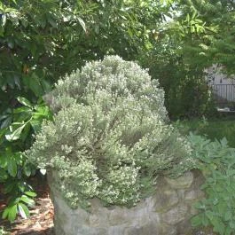 Balatoni Zöldkapus Vendégház Lesencetomaj - Medence/kert