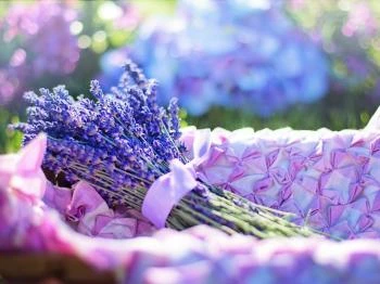 Létavértes - Létai Levendulás