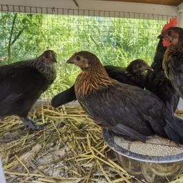 Heléna Hotel & SPA Levél - Medence/kert