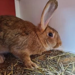 Heléna Hotel & SPA Levél - Medence/kert