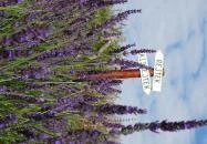 Rejtek Vendégház és Kisrejtek Apartmanház Lispeszentadorján