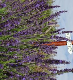 Rejtek Vendégház és Kisrejtek Apartmanház