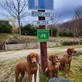 Rejtek Vendégház és Kisrejtek Apartmanház Lispeszentadorján - Egyéb