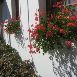 Harangláb Vendégház Magyarpolány - Egyéb