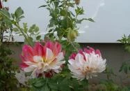 Király Ház Magyarpolány