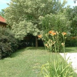 Király Ház Magyarpolány - Medence/kert