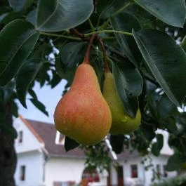 Király Ház Magyarpolány - Egyéb