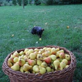 Király Ház Magyarpolány - Egyéb