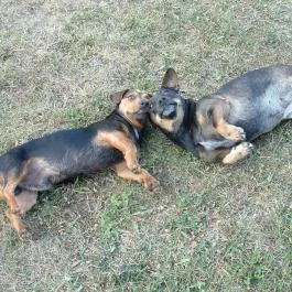 Király Ház Magyarpolány - Egyéb