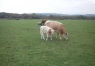 Széna Szálló Magyarpolány