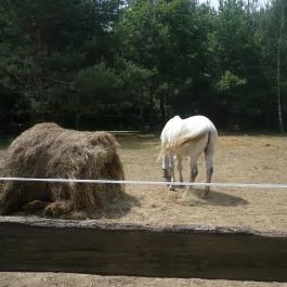 Álombeli Őrségi Házikók Magyarszombatfa - Egyéb