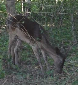 Álombeli Őrségi Házikók