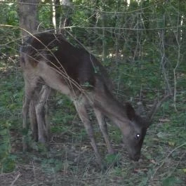 Álombeli Őrségi Házikók Magyarszombatfa - Egyéb