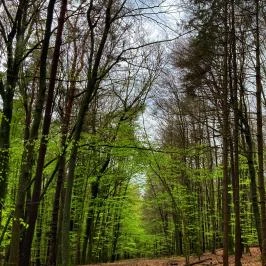 Ginti Panzió Magyarszombatfa - Egyéb