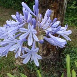 Nyugi Tanya Magyartés - Egyéb