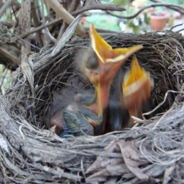 Nyugi Tanya Magyartés - Egyéb