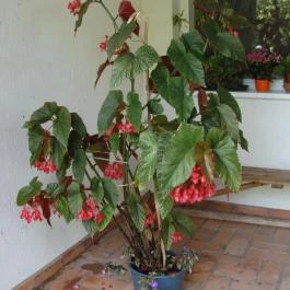 Nyugi Tanya Magyartés - Medence/kert