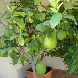 Nyugi Tanya Magyartés - Egyéb