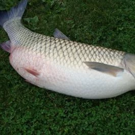 Nyugi Tanya Magyartés - 