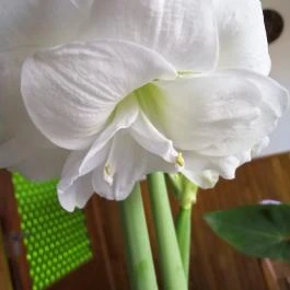 Nyugi Tanya Magyartés - Egyéb