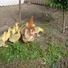 Nyugi Tanya Magyartés - Egyéb