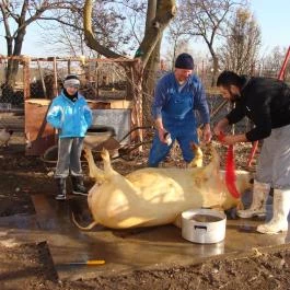 Nyugi Tanya Magyartés - Egyéb