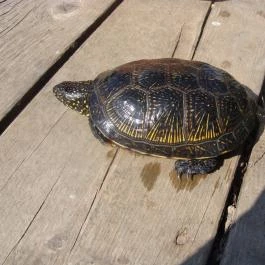 Nyugi Tanya Magyartés - Egyéb