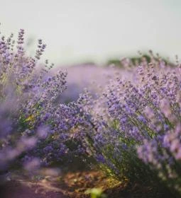 Kálnoki Levendulás