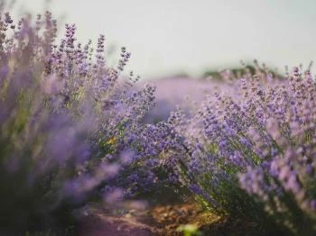 Máriakálnok - Kálnoki Levendulás