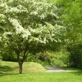 Árnyas Vendégház Mikófalva - Környék