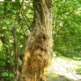 Árnyas Vendégház Mikófalva - Környék