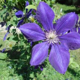 Fábiánics Kastély Misefa - Medence/kert