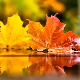 Fábiánics Kastély Misefa - Medence/kert