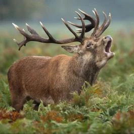 Fábiánics Kastély Misefa - 