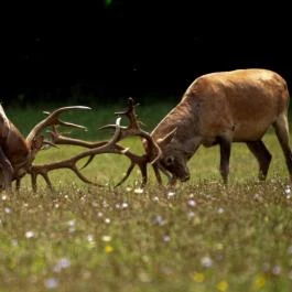 Fábiánics Kastély Misefa - 