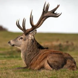 Fábiánics Kastély Misefa - 