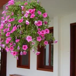 Diósgyőri Várkert Panzió Miskolc - Külső kép