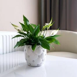 Zenit Panzió Miskolctapolca - Egyéb